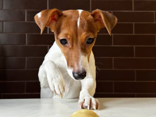 istock Cute Jack Russell Terrier dog sitting at the table 1992805157