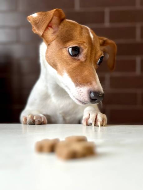 Funny Hungry dog portrait