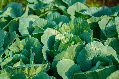 Freshly harvested cabbage. young cabbage grows in the farmer field, growing cabbage in the open field. agricultural business