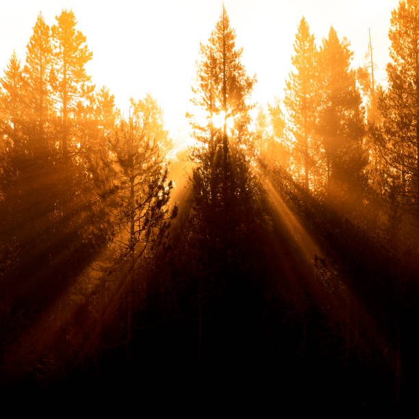 istock Sunbeams Sunrays Streaming Through Pine Trees Forest Misty Fog Morning Warmth 1992808358
