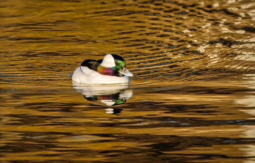 Bufflehead swimming in pond in Rouge Beach National Urban Park in Toronto at dusk