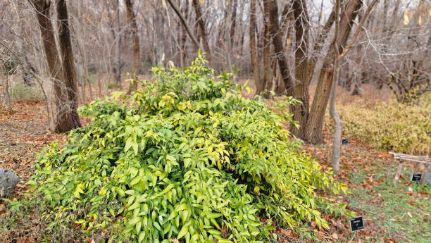 istock Trees in the park in winter, note shallow depth of field 1992823208
