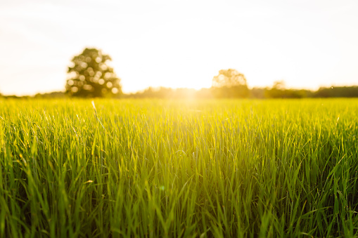 Field of green grass and colorful sunset. Young plants growing in a farmer's field. Agriculture concept.