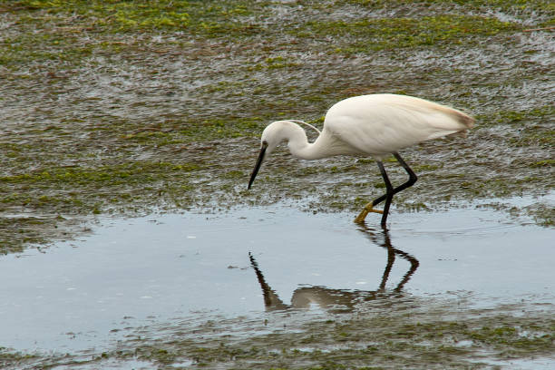 little egret in the ramallosa marsh, galicia, spain - great white heron snowy egret heron one animal zdjęcia i obrazy z banku zdjęć