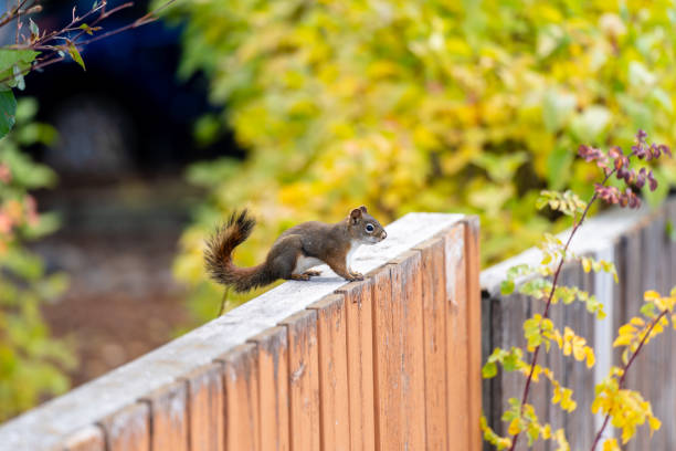 istock Squirrel sitting on a wooden fence. 1992842542