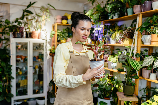 Portrait of african american female florist in apron holding in hands pot with green plant standing in floral shop, looking away. Young woman gardener posing with houseplants at home.