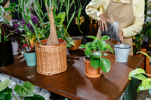 Plant store unrecognizable worker wearing apron filling the ceramic pot with the soil. Seedlings planting process. Home gardening. Hobbies and leisure concept.