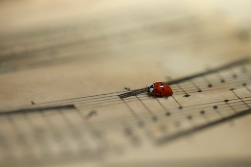 On the weathered pages of time's song, a ladybug alights, a golden note.