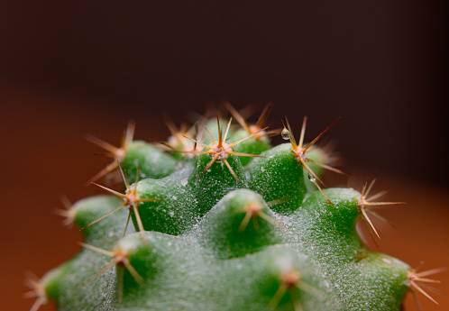 Close-up of cactus on dark brown background