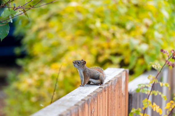 A little squirrel is sitting on a wooden fence, seemingly looking for food.