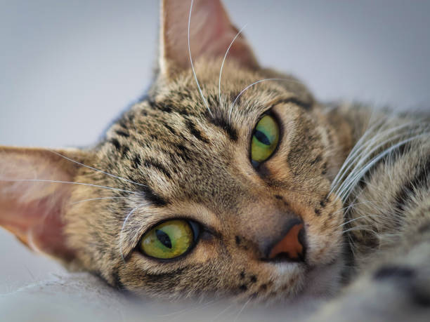 istock Cat lying down, gazing into the distance. 1992846825