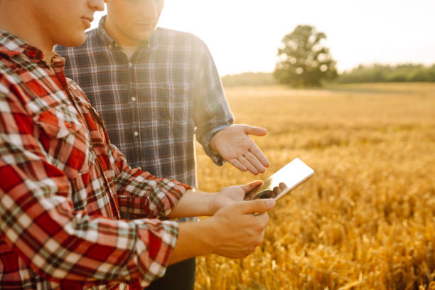 istock Two young farmers standing in wheat field examining crop holding tablet using internet. 1992849467