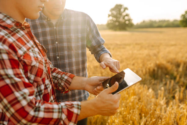 istock Two young farmers standing in wheat field examining crop holding tablet using internet. 1992849469