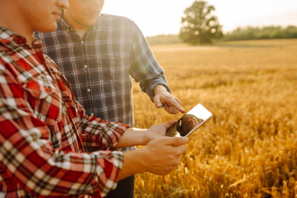 istock Two young farmers standing in wheat field examining crop holding tablet using internet. 1992849488