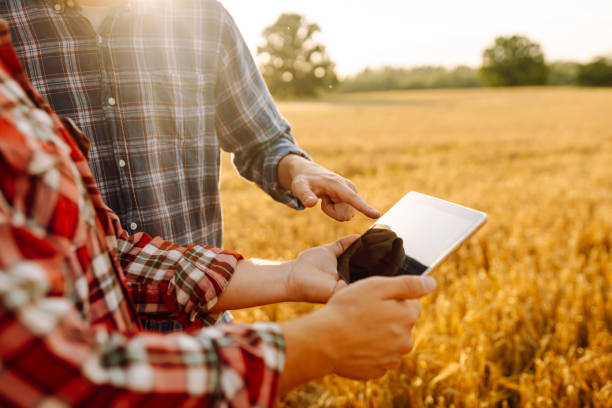 istock Two young farmers standing in wheat field examining crop holding tablet using internet. 1992849996
