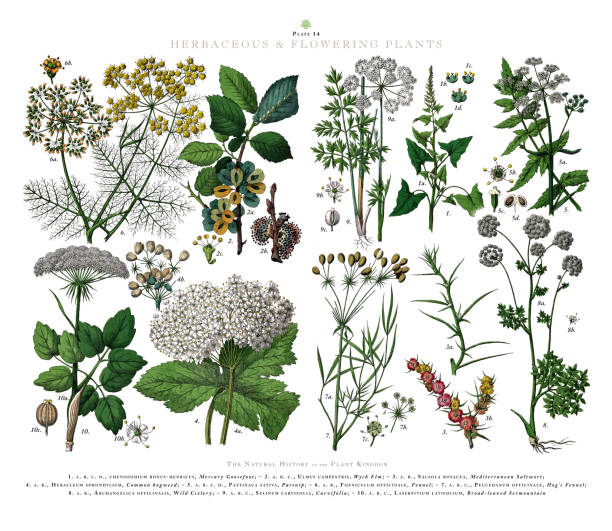 ilustrações, clipart, desenhos animados e ícones de herbaceous and flowering plants, plant kingdom, victorian botanical illustration, circa 1853 - fennel vegetable food white background