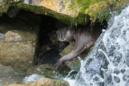 Eurasian otter (Lutra lutra) sitting under a rock near a waterfall.