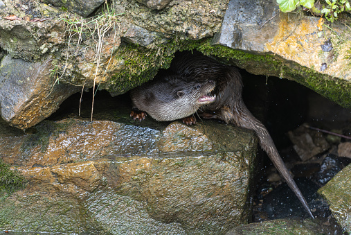 Eurasian otter (Lutra lutra) sitting in a hollow under a rock.