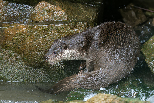 Eurasian otter (Lutra lutra) sitting on a rock near a creek.