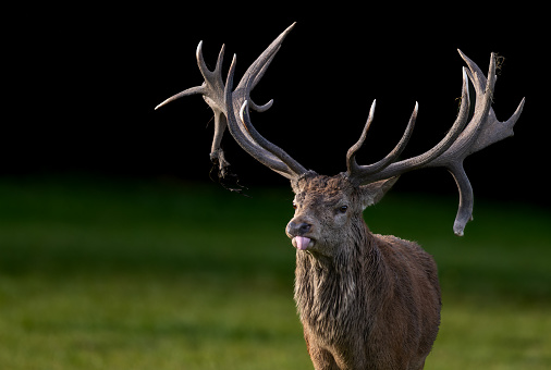 Portrait of a strong male red deer (Cervus elaphus) sticking out his tongue.