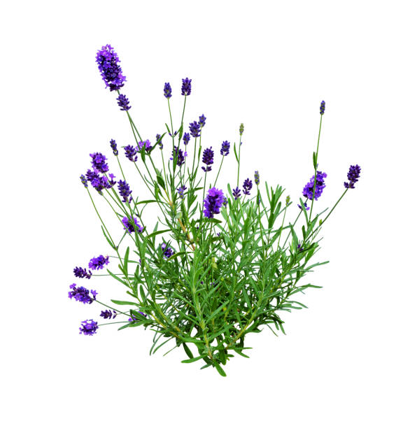 istock Rosemary bush. Rosemary flowering 1992859544