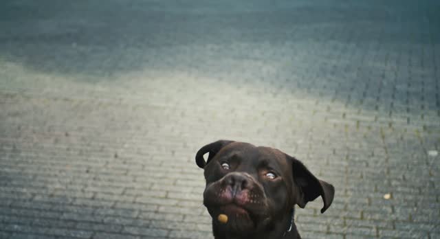 brown labrador doggo trying to catch a treat - fail, dog, meme potential, slow motion, highspeed