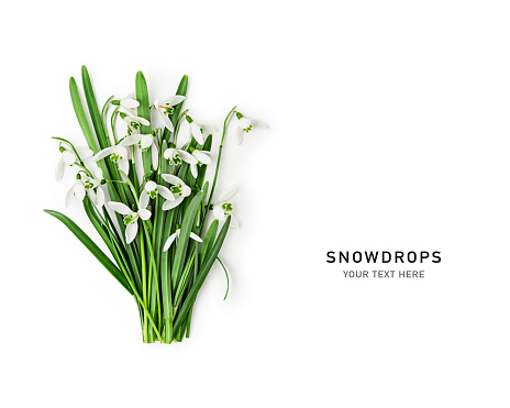 Snowdrop spring first flowers bouquet isolated on white background. Hello spring. Creative layout. Top view, flat lay. Design element. Springtime greeting card. Easter holiday concept