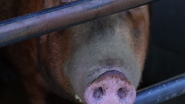 close up of pig 's nose ,dirty snout.