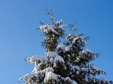 A top of thuja tree covered snow after snowfall against blue sky.