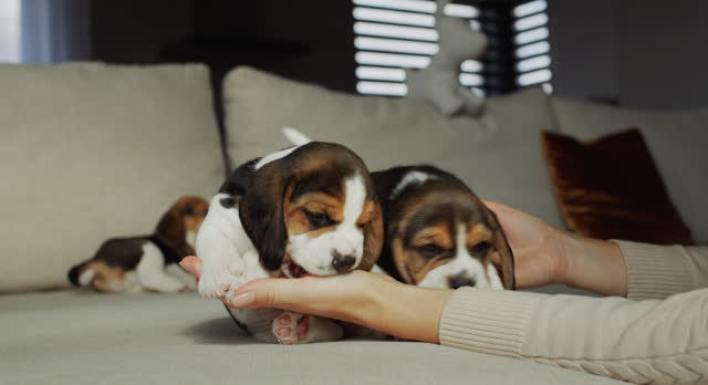 Female hands hold a cute beagle puppy, from behind on the sofa his puppy brothers are playing