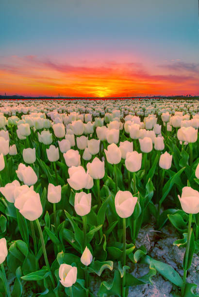 istock Tulip field at sunset 1992884616
