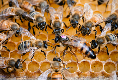A Honey bee queen, marked pink, on comb, surrounded by nurse bees