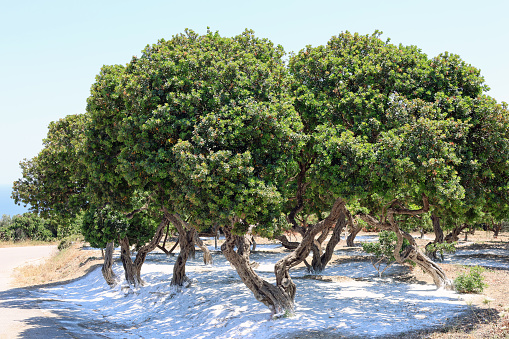 Mastic tree field in Chios Island.