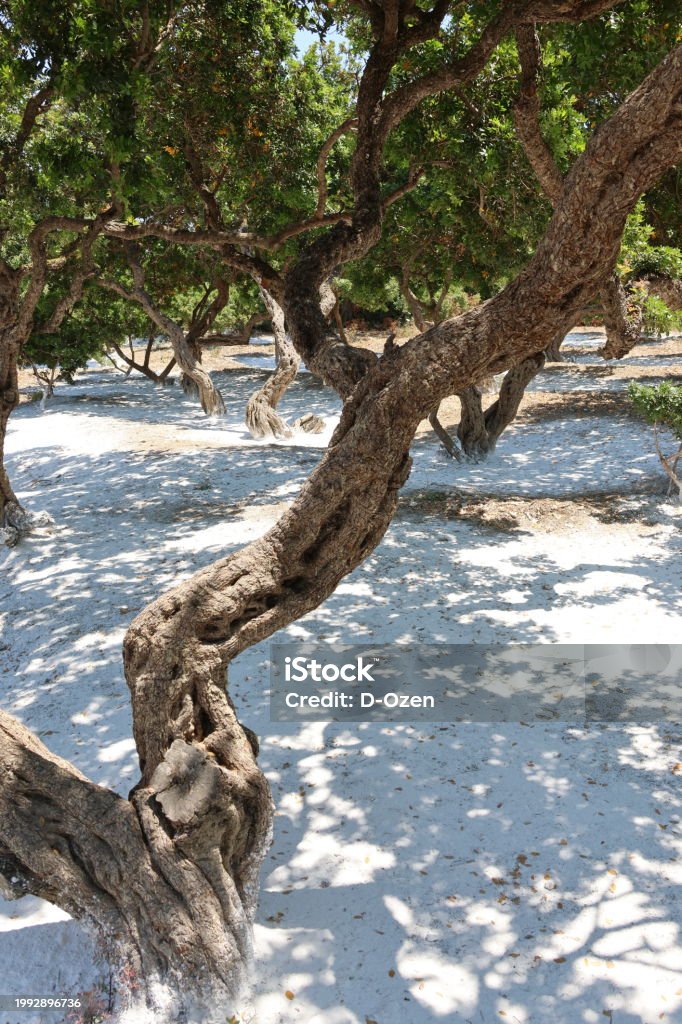 Mastic Color Tree Mastic Tree Branch Stock Photo - Download Image Now - Agriculture ...