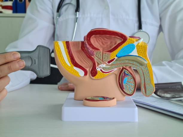 istock Transrectal Ultrasound for Prostate Examination, White Background 1992902716