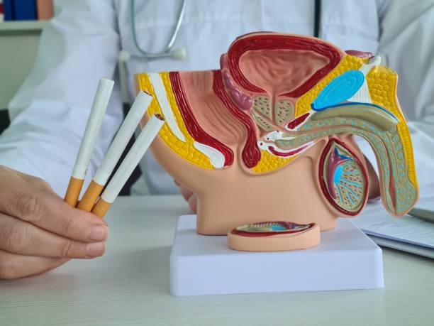 istock Male Urinary System with Cigarettes in Doctors Hand on White Table. 3D Illustration 1992903201