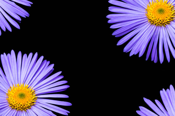 Close up of aster flower in summer