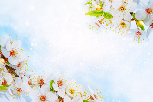 Delicate natural floral background. nature. Blossoming branch cherry. Bright colorful spring flowers