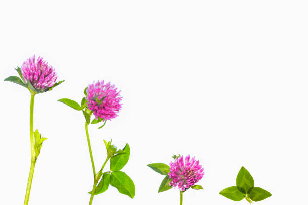 istock Wild red clover. Trifolium pratense. 1992904783