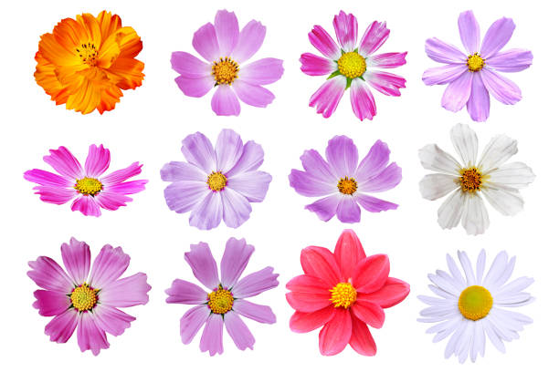 istock Bright colorful cosmos flowers isolated on white background. 1992907396
