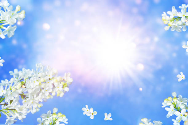 A detailed view of white flowers blooming on a branch with green leaves, set against a vivid blue sky. Captured in the serene springtime countryside of Denmark.