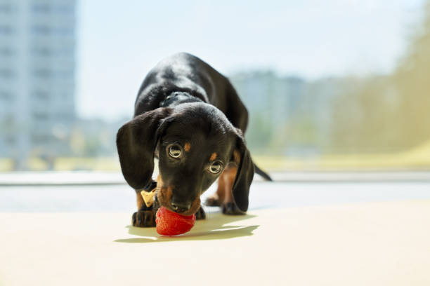 istock Cute, black, little dachshund puppy standing, eating, biting strawberry, looking down. 1992910534