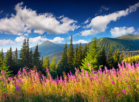 Splendid summer landscape in the Carpathians with fields of blooming beggars-ticks flowers. Sunny morning view, Ukraine, Europe. Beauty of nature concept background.