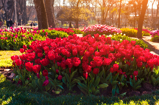 Marvellous red tulips in the Gulhane (Rosehouse) park, Istanbul. Beautiful outdoor scenery in Turkey, Europe. Sunset in the city park. Beauty of nature concept background.