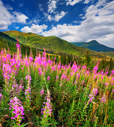 Splendid summer landscape in the Carpathians with fields of blooming beggars-ticks flowers. Sunny morning view, Ukraine, Europe. Beauty of nature concept background.