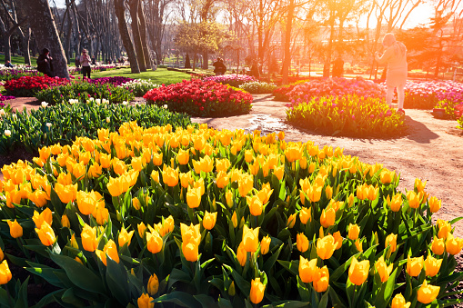 Marvellous yellow tulips in the Gulhane (Rosehouse) park, Istanbul. Beautiful outdoor scenery in Turkey, Europe. Sunset in the city park. Beauty of nature concept background.