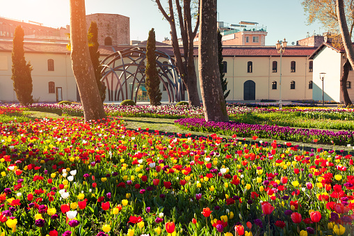 Marvellous tulips in the Gulhane (Rosehouse) park, Istanbul. Beautiful outdoor scenery in Turkey, Europe. Sunset in the city park. Beauty of nature concept background.