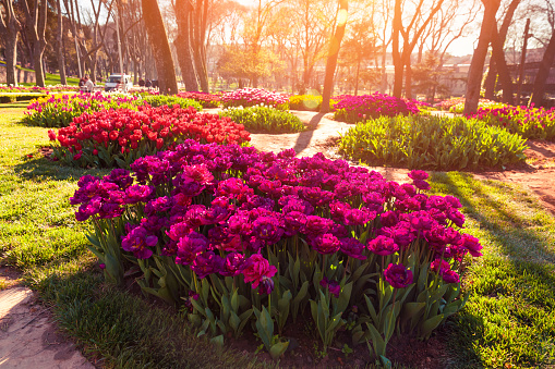 Marvellous red tulips in the Gulhane (Rosehouse) park, Istanbul. Beautiful outdoor scenery in Turkey, Europe. Sunset in the city park. Beauty of nature concept background.