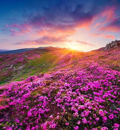 Dramatic summer sunrise in the Carpathian mountains. Great morning view of the fields of blooming rhododendron flowers in the mountain valley. Beauty of nature concept background.