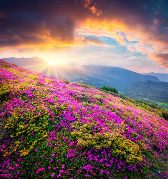 istock Dramatic summer sunset in the Carpathian mountains. 1992929126